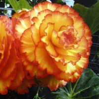 Бегония Picotee Orange-yellow