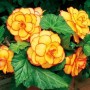 Begoonia Picotee Orange-yellow