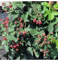 Pampel (aedmurakas) DIMA