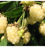 Pampel (aedmurakas) Polar Berry