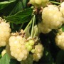 Pampel (aedmurakas) Polar Berry