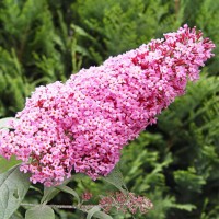 Buddleja Pink Delight