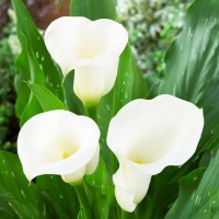 Kalla White Art