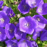 Karpaadi kellukas Blue