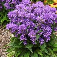 Kerakellukas GENTI BLUE