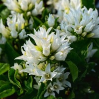 Kerakellukas GENTI WHITE