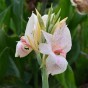Canna lily