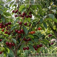 Kääbus-hapukirsipuu 'Piemont'