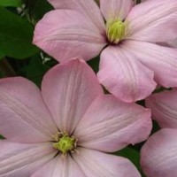 Клематис Ai-Nor