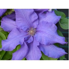 Elulõng Baltic Waves