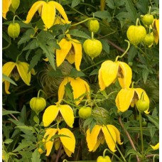 Elulõng Bill MacKenzie