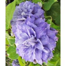 Elulõng Blue Explosion