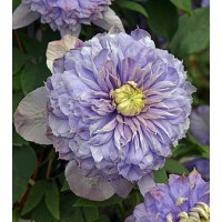 Elulõng Blue Ice Cream