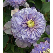 Elulõng Blue Ice Cream