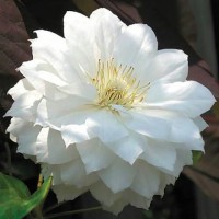 Клематис Bride's Bouquet