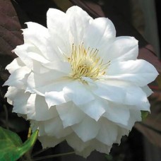 Elulõng Bride's Bouquet