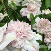 Elulõng Innocent Blush PBR