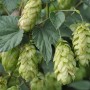 Harilik humal (Humulus lupulus)