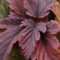 Common ninebark Little Leena