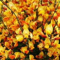 Luudpõõsas Apricot Gem