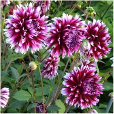 Daalia Alauna Clair-Obscur