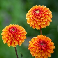 Daalia American Sunset