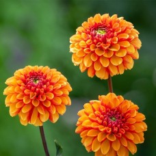 Daalia American Sunset