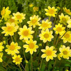 Daalia Topmix Yellow