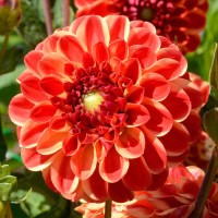 Daalia Zundert Mystery Fox