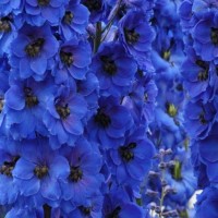 Aed-kukekannus Dark Blue Black Bee
