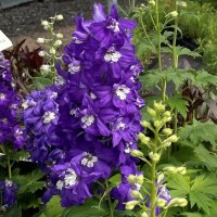 Aed-kukekannus Excalibur dark blue white bee
