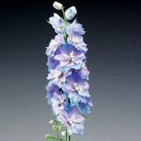 Aed-kukekannus Excalibur Light Blue