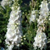 Aed-kukekannus Excalibur Pure White