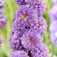 Aed-kukekannus Purple Surprise