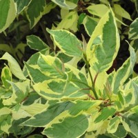 Dogwood Cream Cracker