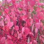 Dogwood Firedance