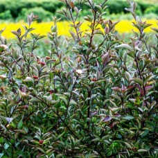 Dogwood Kesselringii
