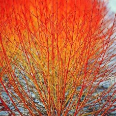 Dogwood Midwinter Fire