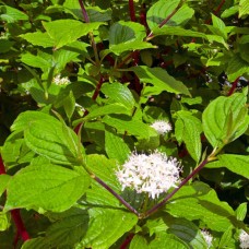 Dogwood Sibirica