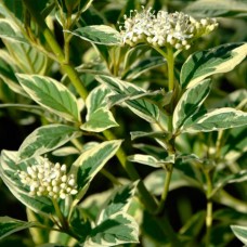 Kontpuu White Gold