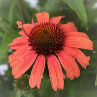 Purpur-siilkübar Power Coral orange