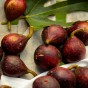Fig