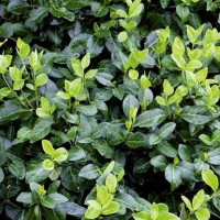 Fortune'i kikkapuu Coloratus