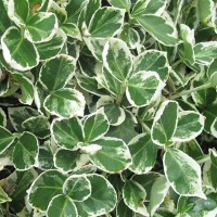 Fortune'i kikkapuu Emerald Gaiety