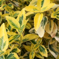Fortune'i kikkapuu Emerald'n'Gold