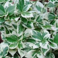 Fortune'i kikkapuu Silver Queen