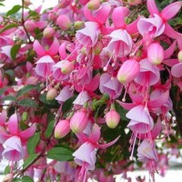 Fuksia Alan Titchmarsh