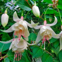 Fuchsia Annabel