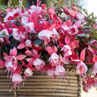 Fuksia Bella