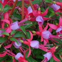 Fuksia Shadow Dancer Alexa